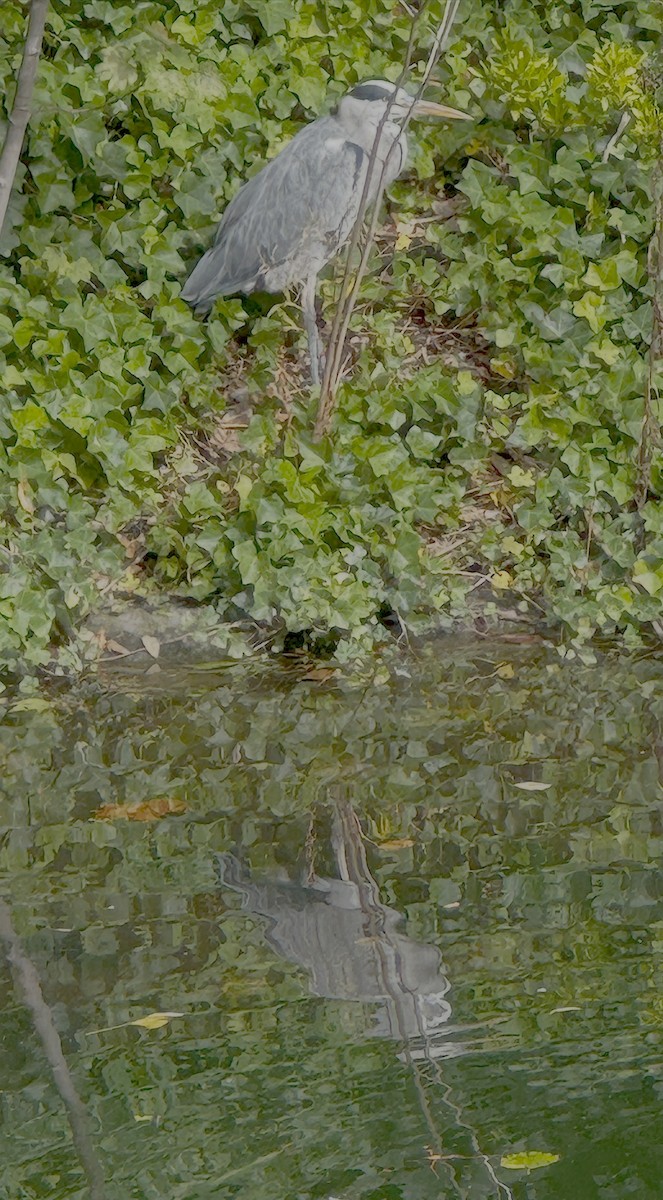 Gray Heron - ML642052247