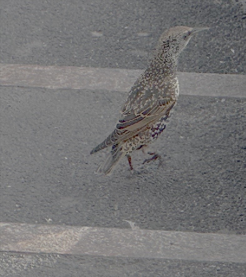 European Starling - ML642052251