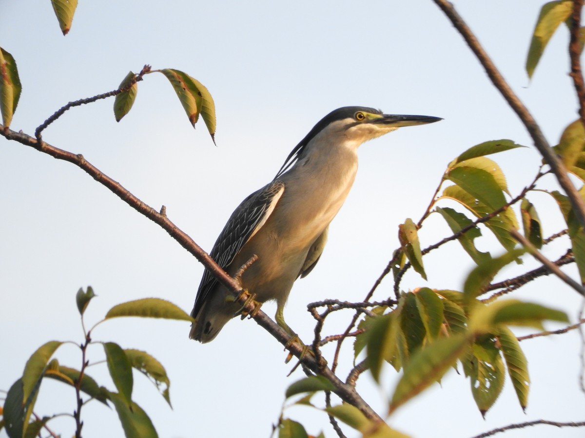 Mangrovereiher - ML642052268