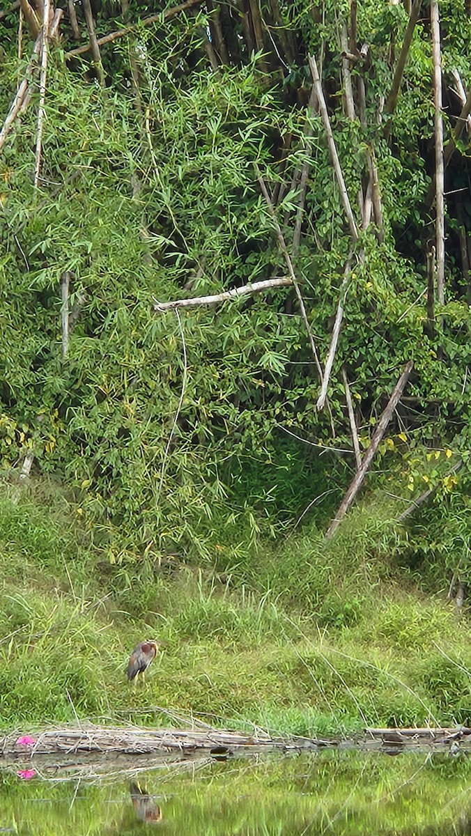 Purpurreiher - ML642052278