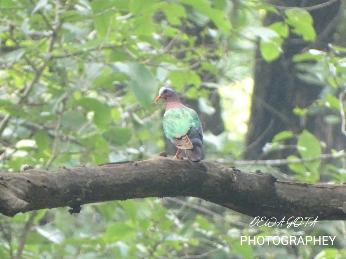 Asian Emerald Dove - ML642052301