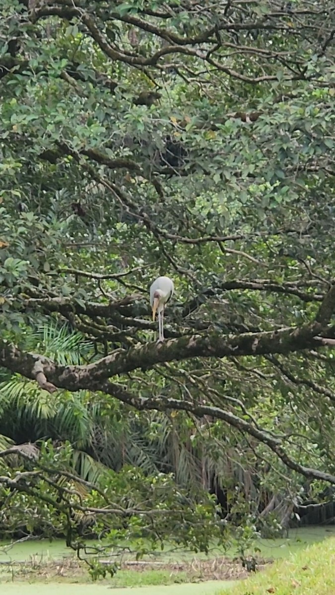 Milky Stork - ML642052304