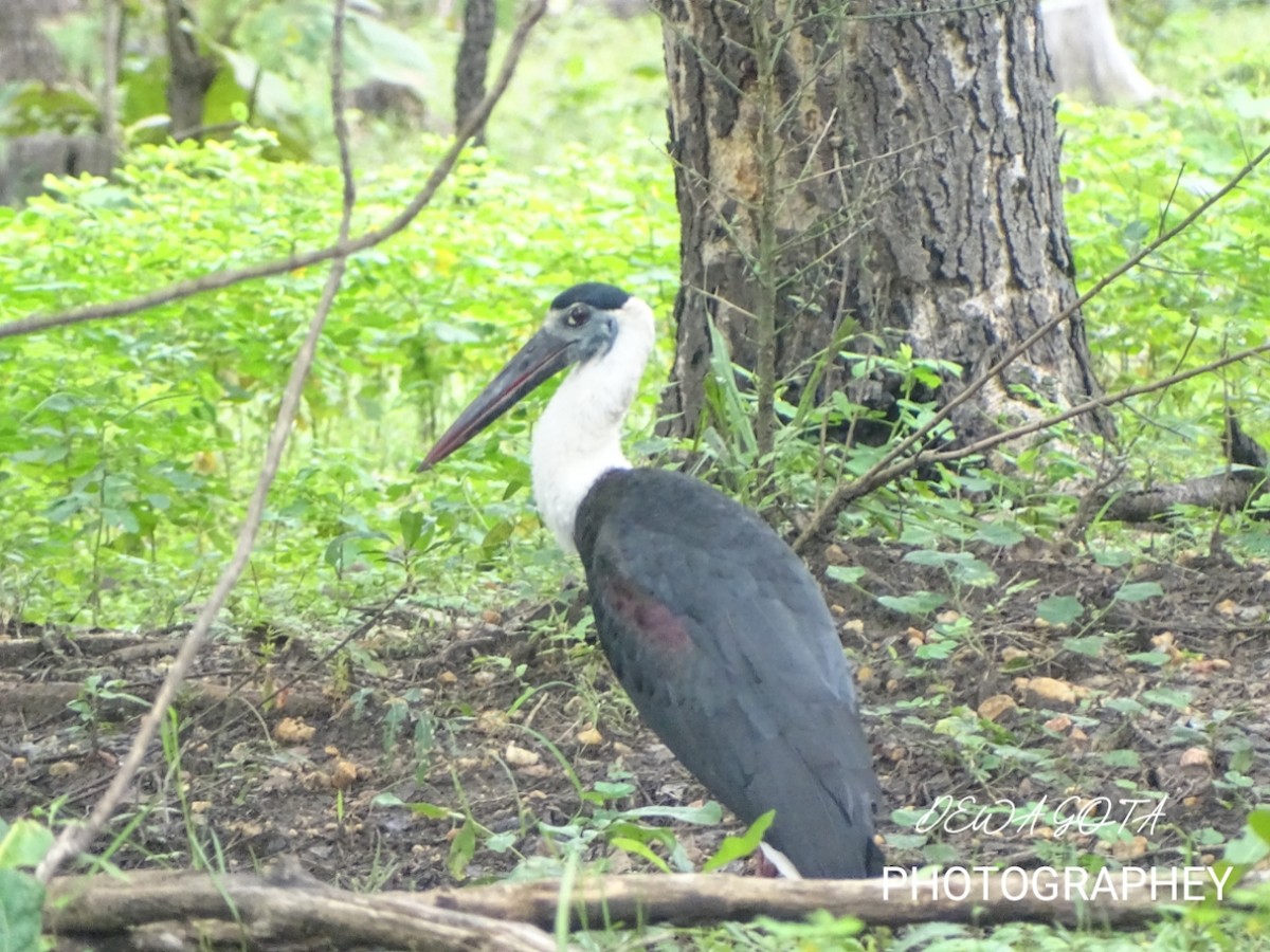 ullhalsstork - ML642052305