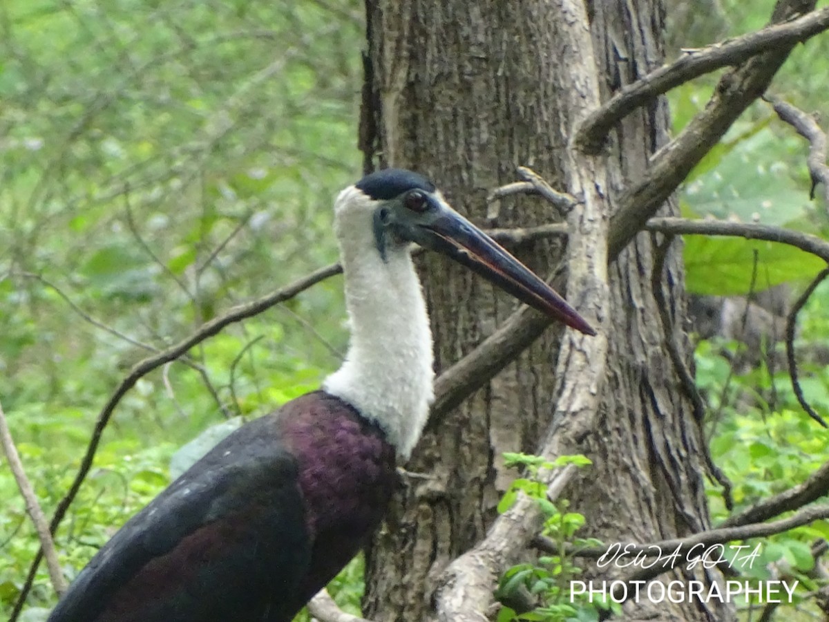 ullhalsstork - ML642052306