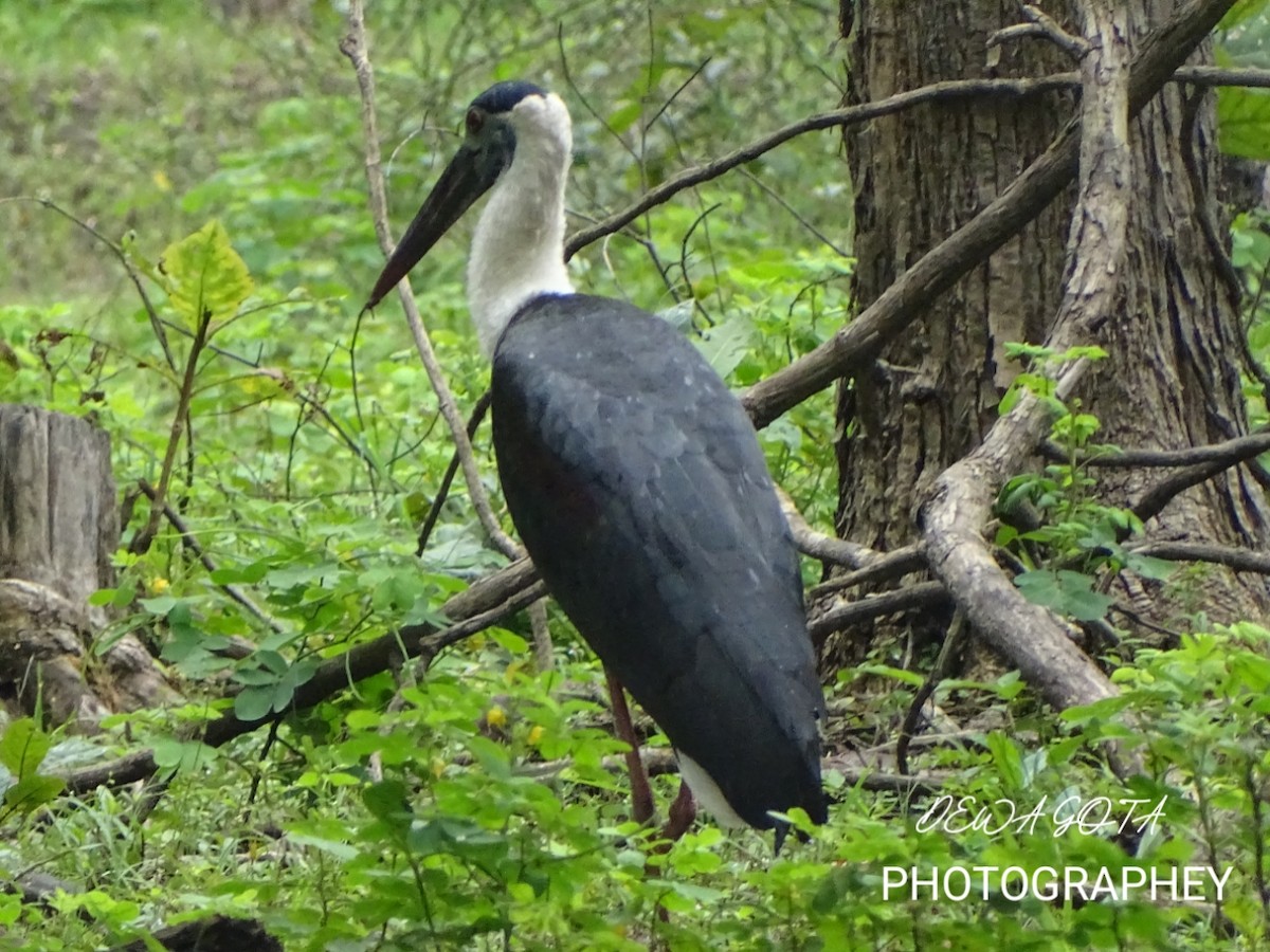 ullhalsstork - ML642052307