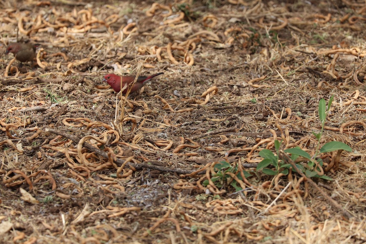 Amaranta Senegalesa - ML642052339