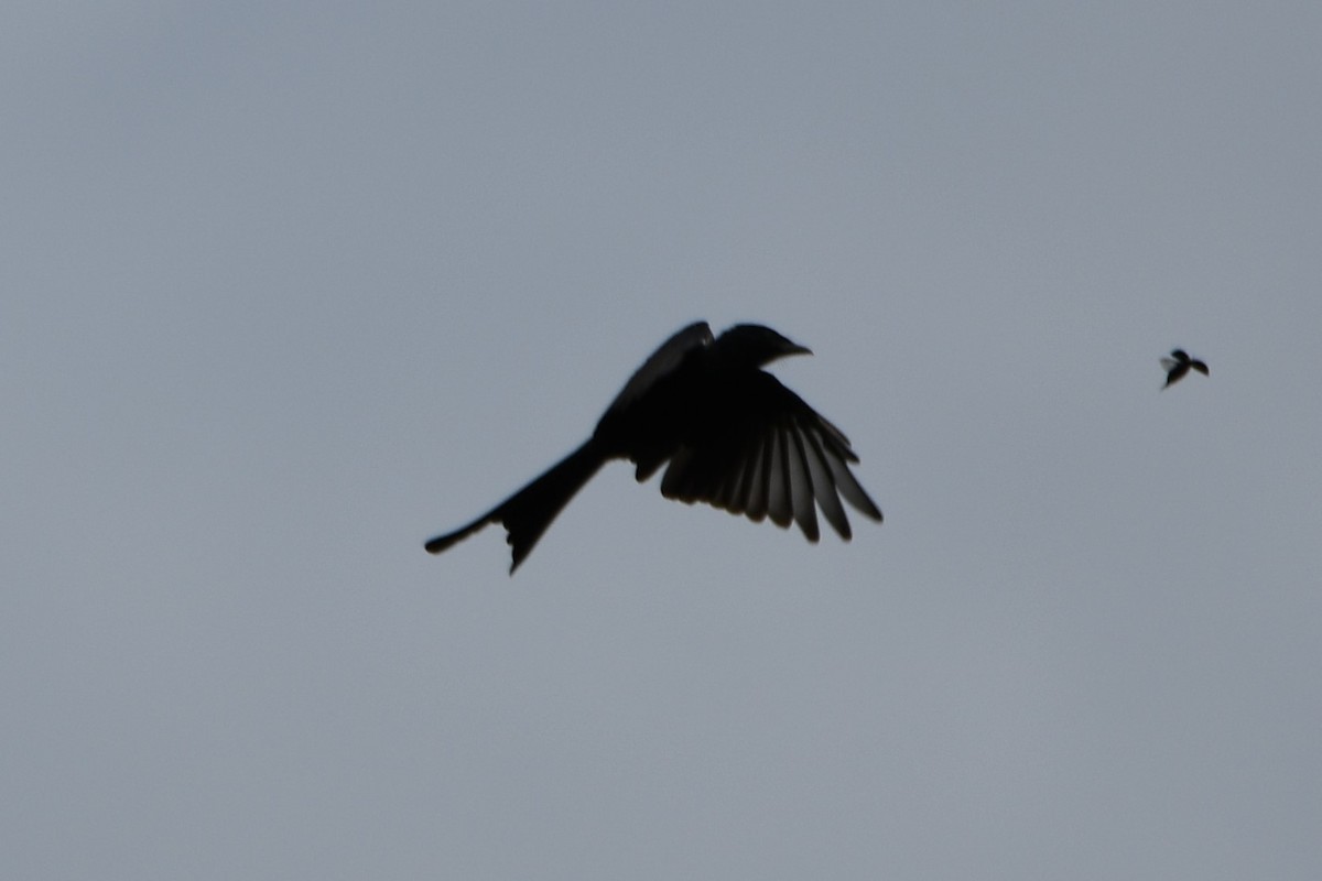 Drongo Real - ML642052344