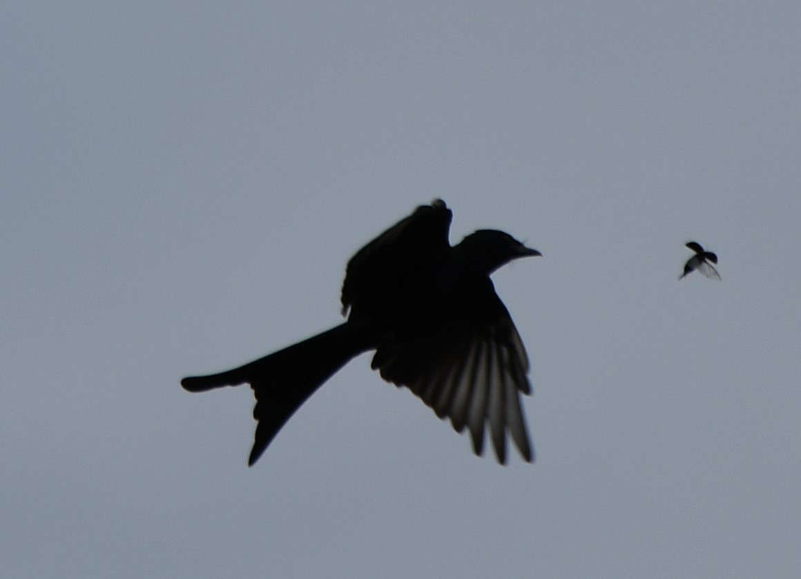 Drongo Real - ML642052346