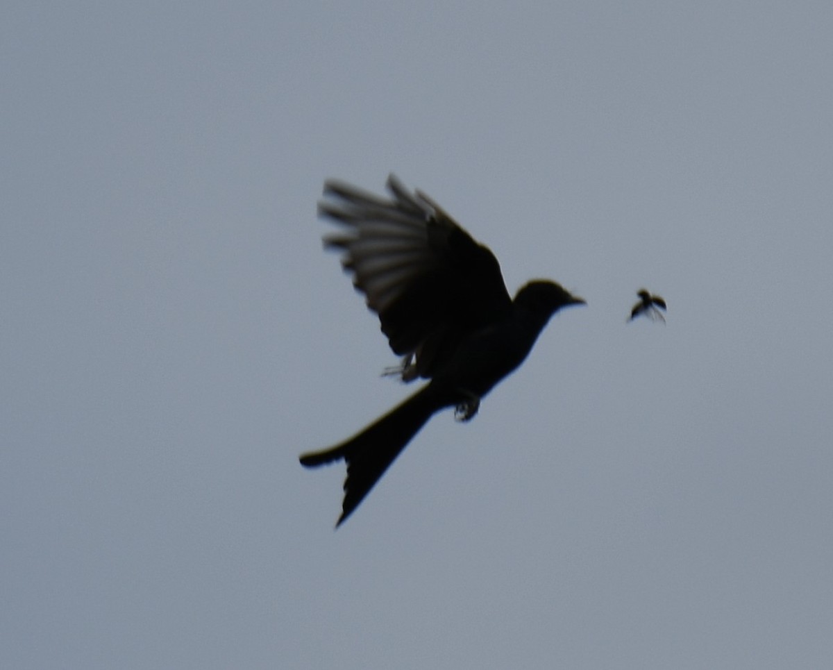 Drongo Real - ML642052349