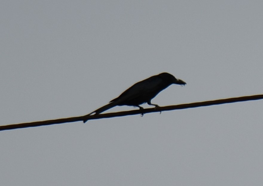 Drongo Real - ML642052350