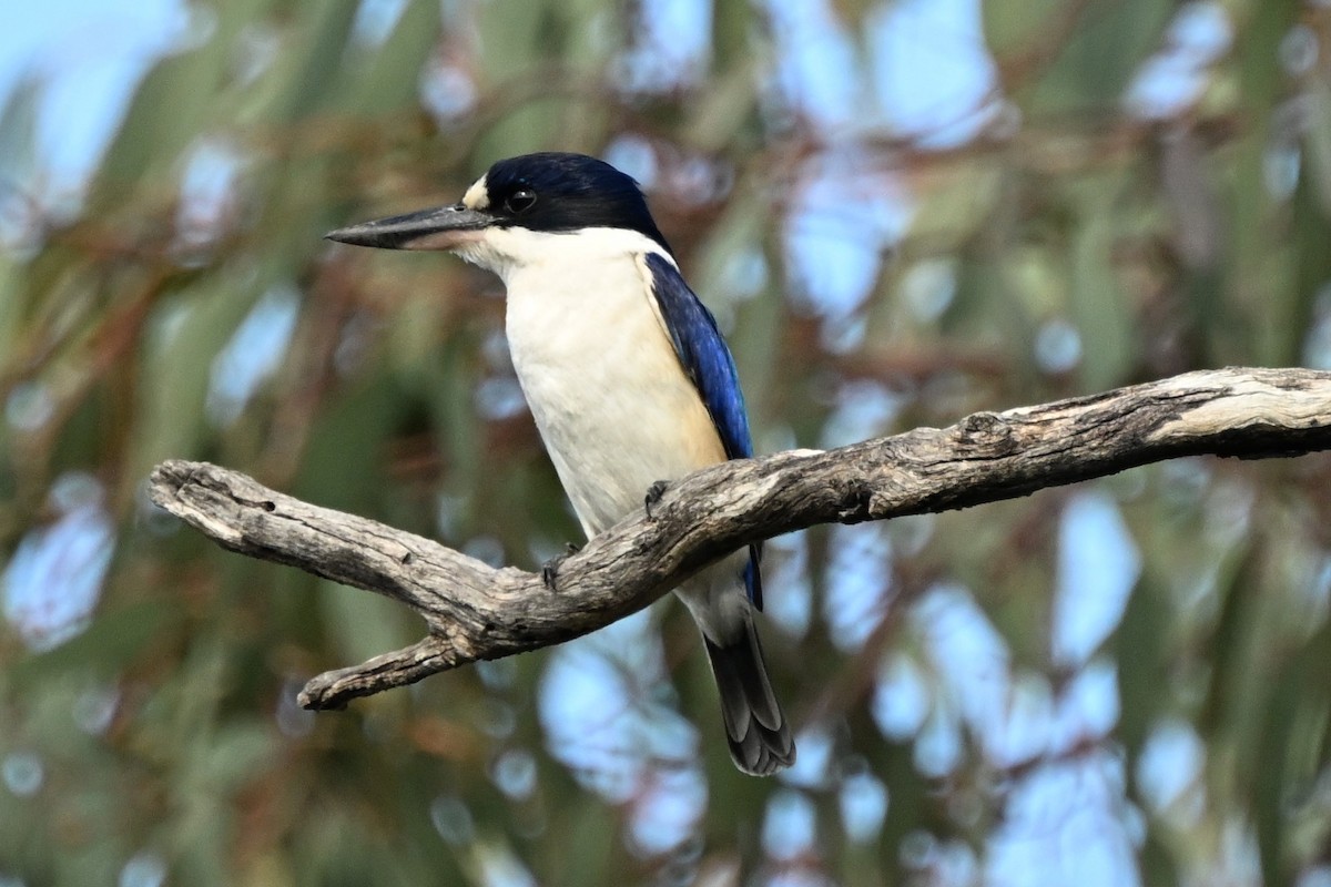 Forest Kingfisher - ML642052352