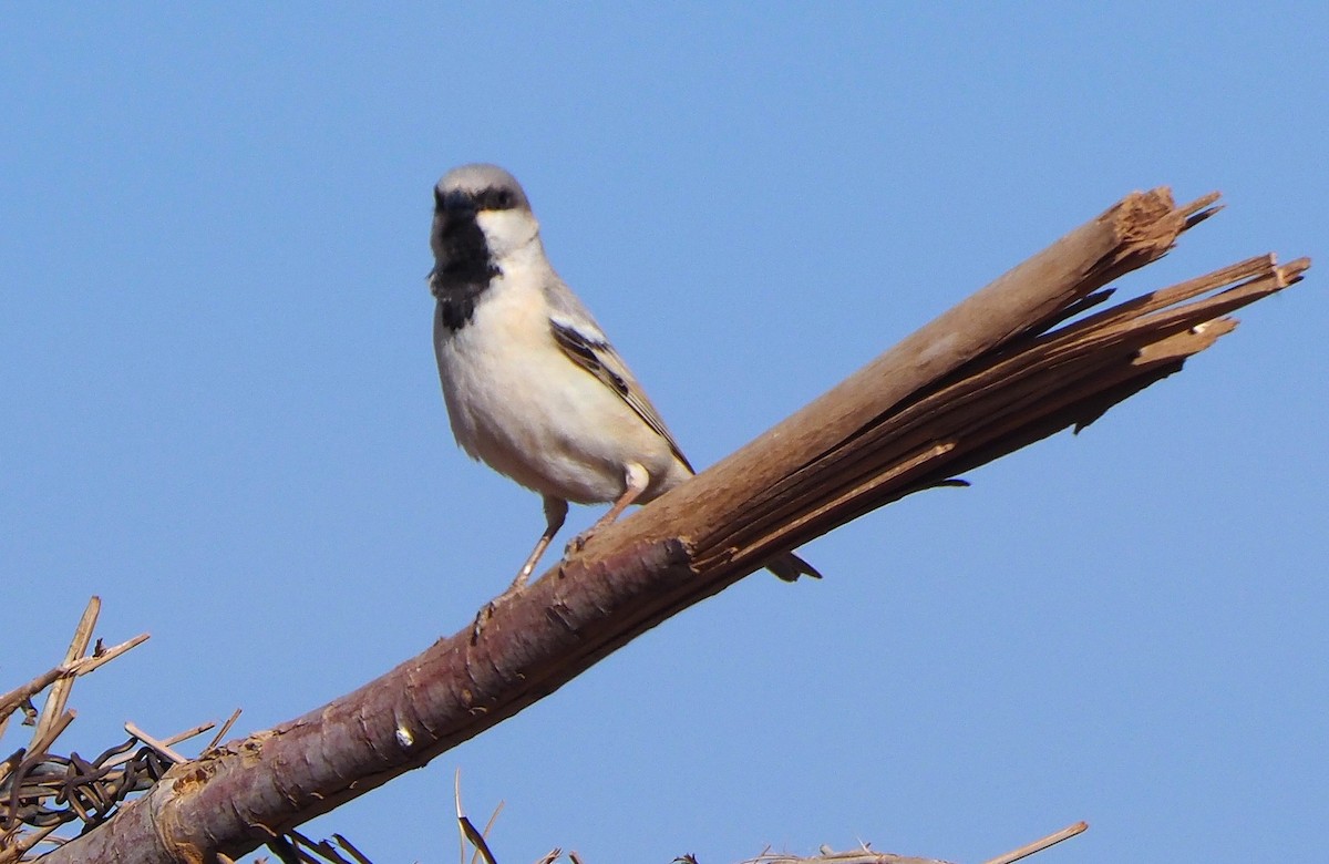 Gorrión Sahariano - ML642052353