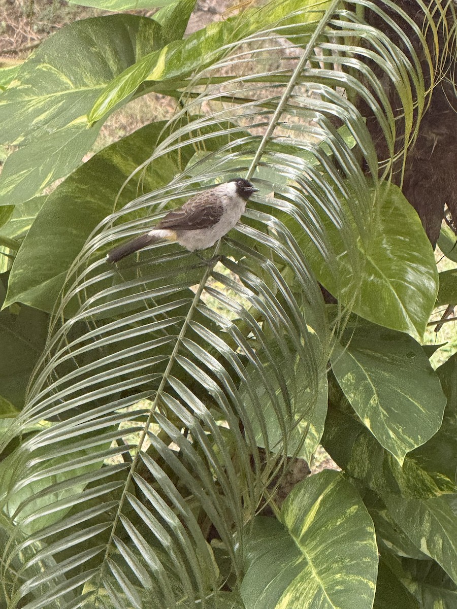 Bulbul Ventridorado - ML642052362