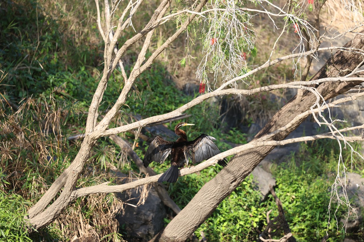 Anhinga d'Australie - ML642052390
