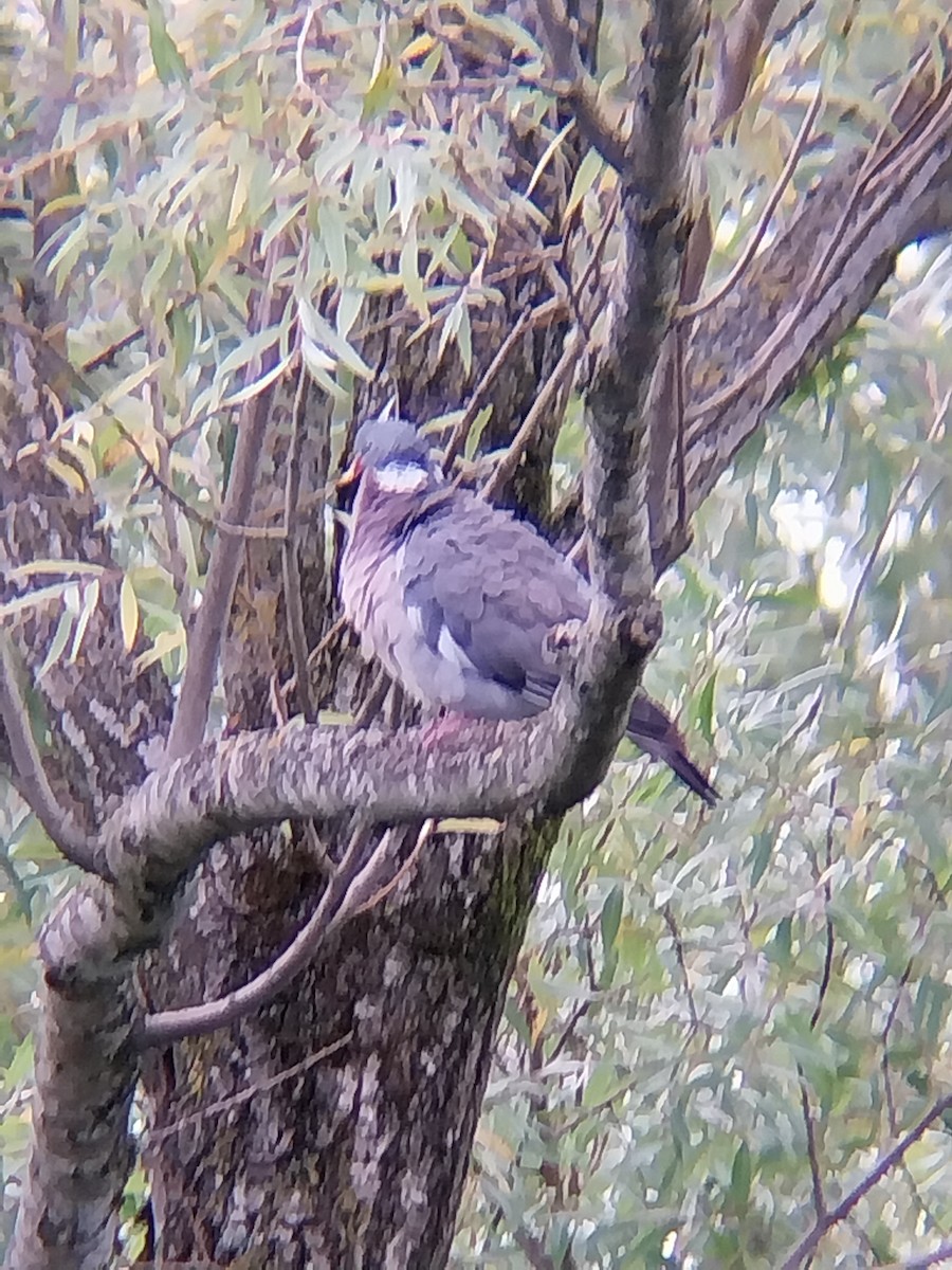 Pigeon ramier - ML642052402