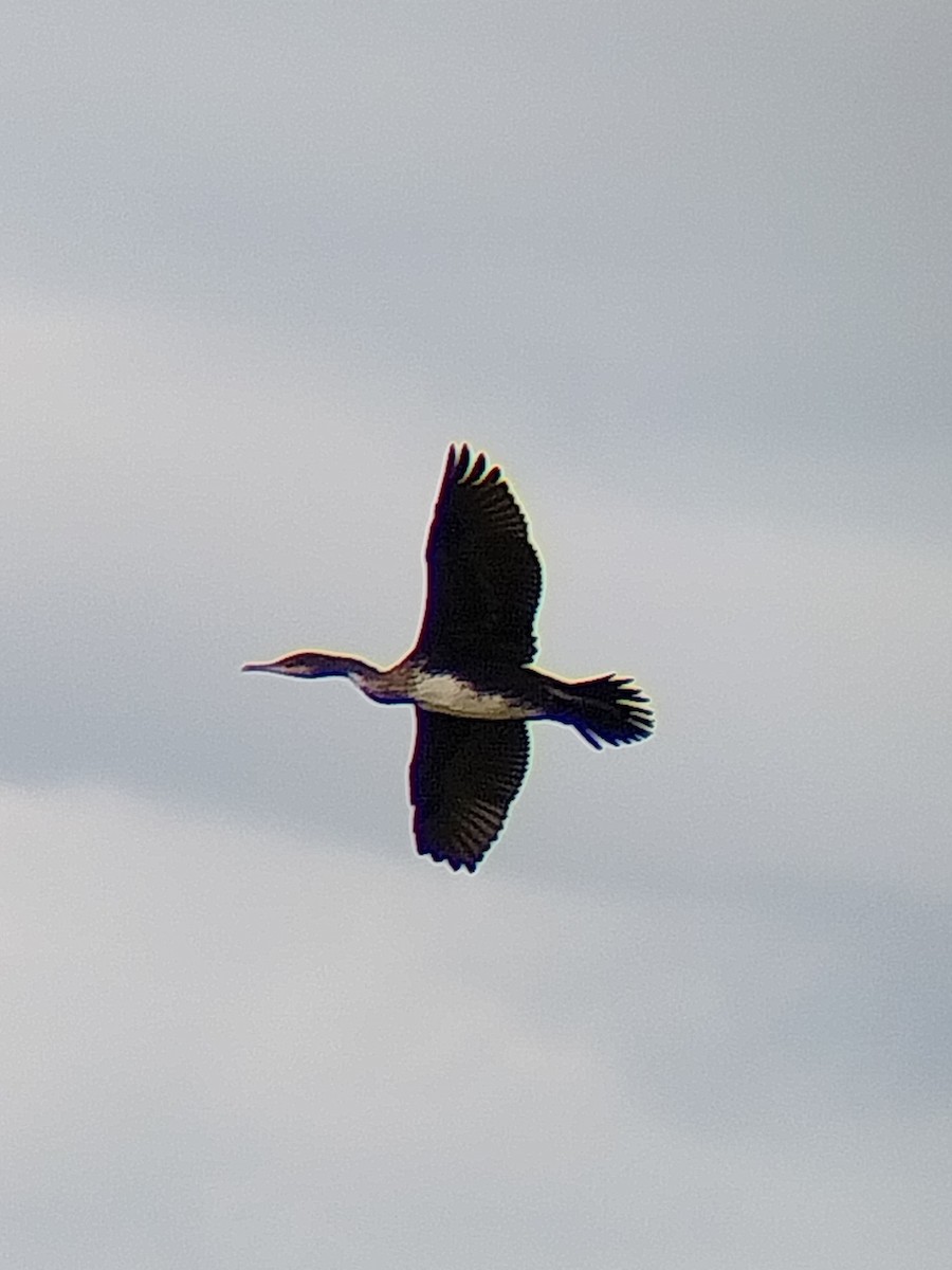 Grand Cormoran - ML642052420