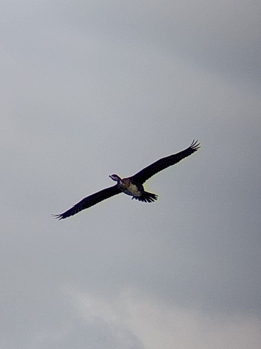 Grand Cormoran - ML642052421