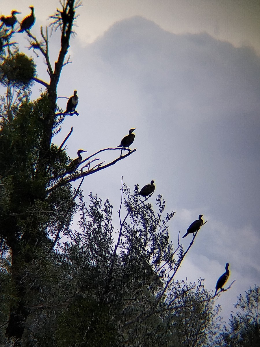 Grand Cormoran - ML642052422