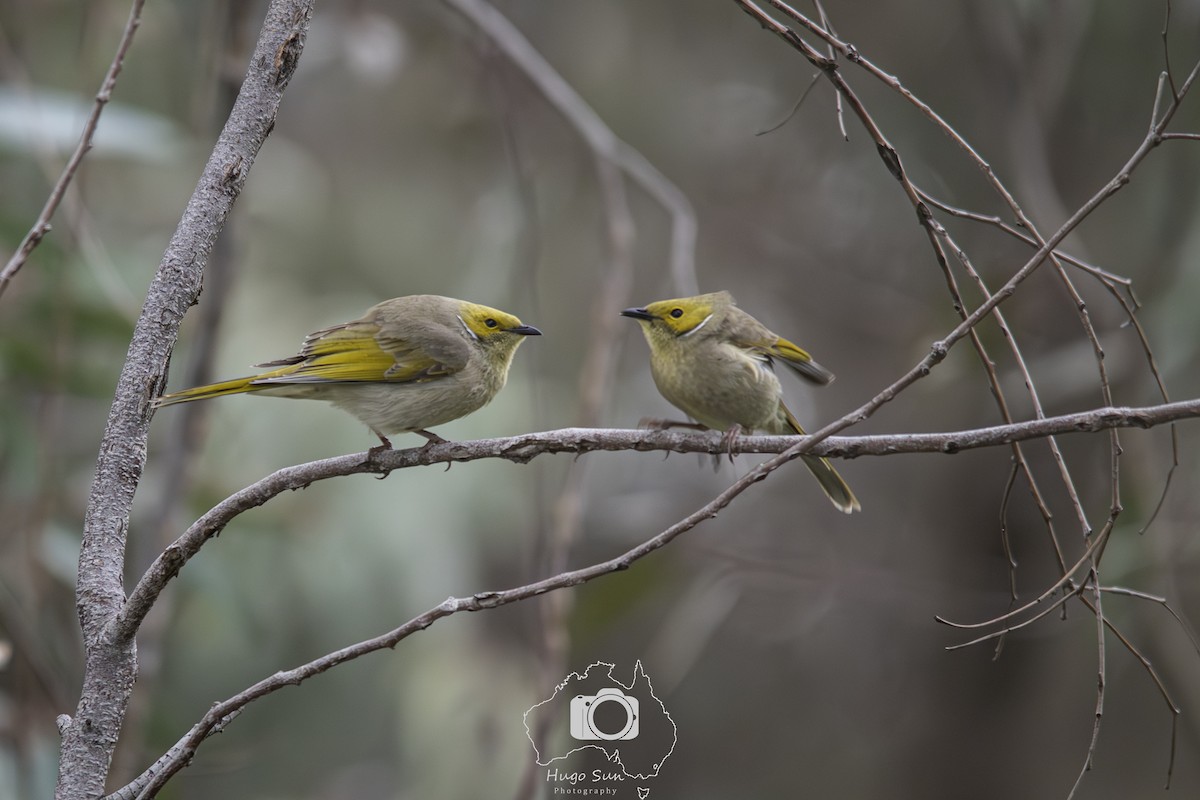 White-plumed Honeyeater - ML642052452