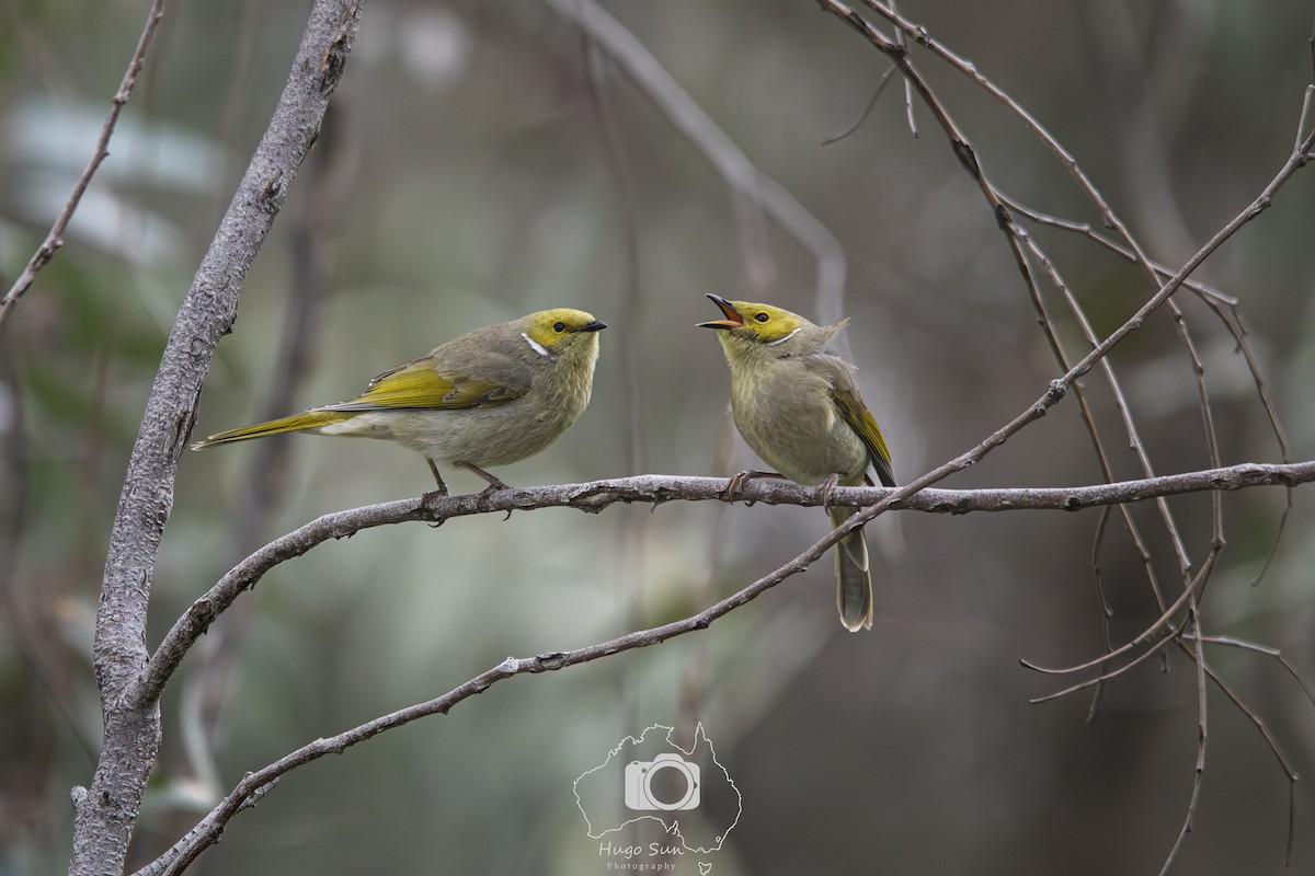 White-plumed Honeyeater - ML642052453