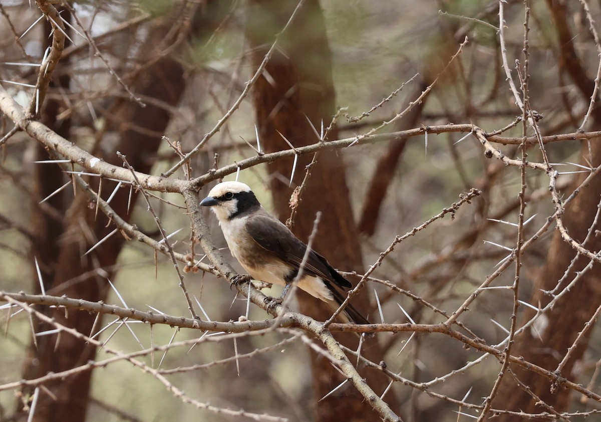 White-rumped Shrike - ML642052456