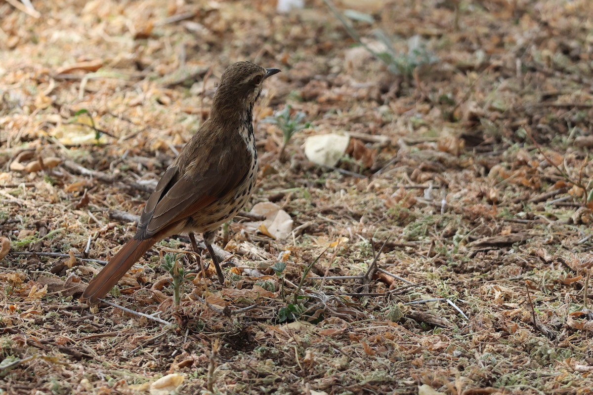 Spotted Morning-Thrush - ML642052473