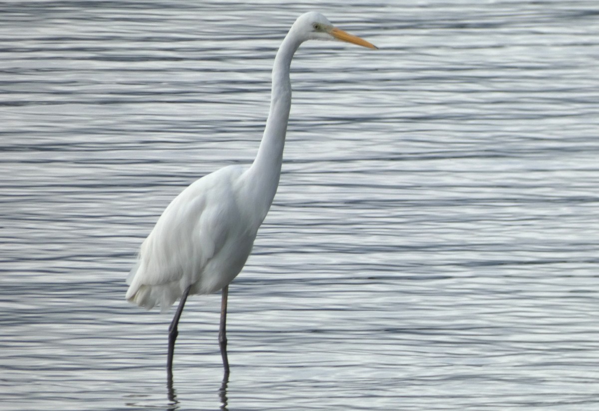 Great Egret - ML642052482