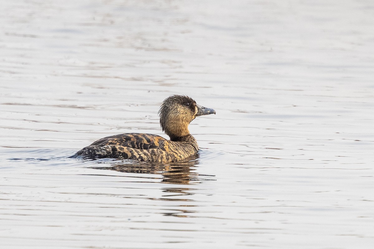 White-backed Duck - ML642052494