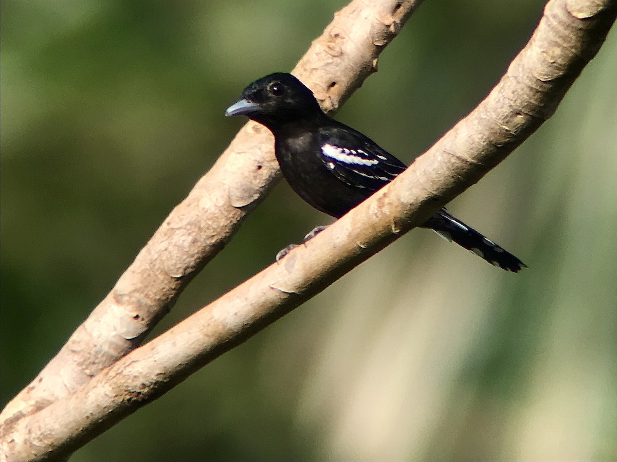 White-winged Becard - ML642052496