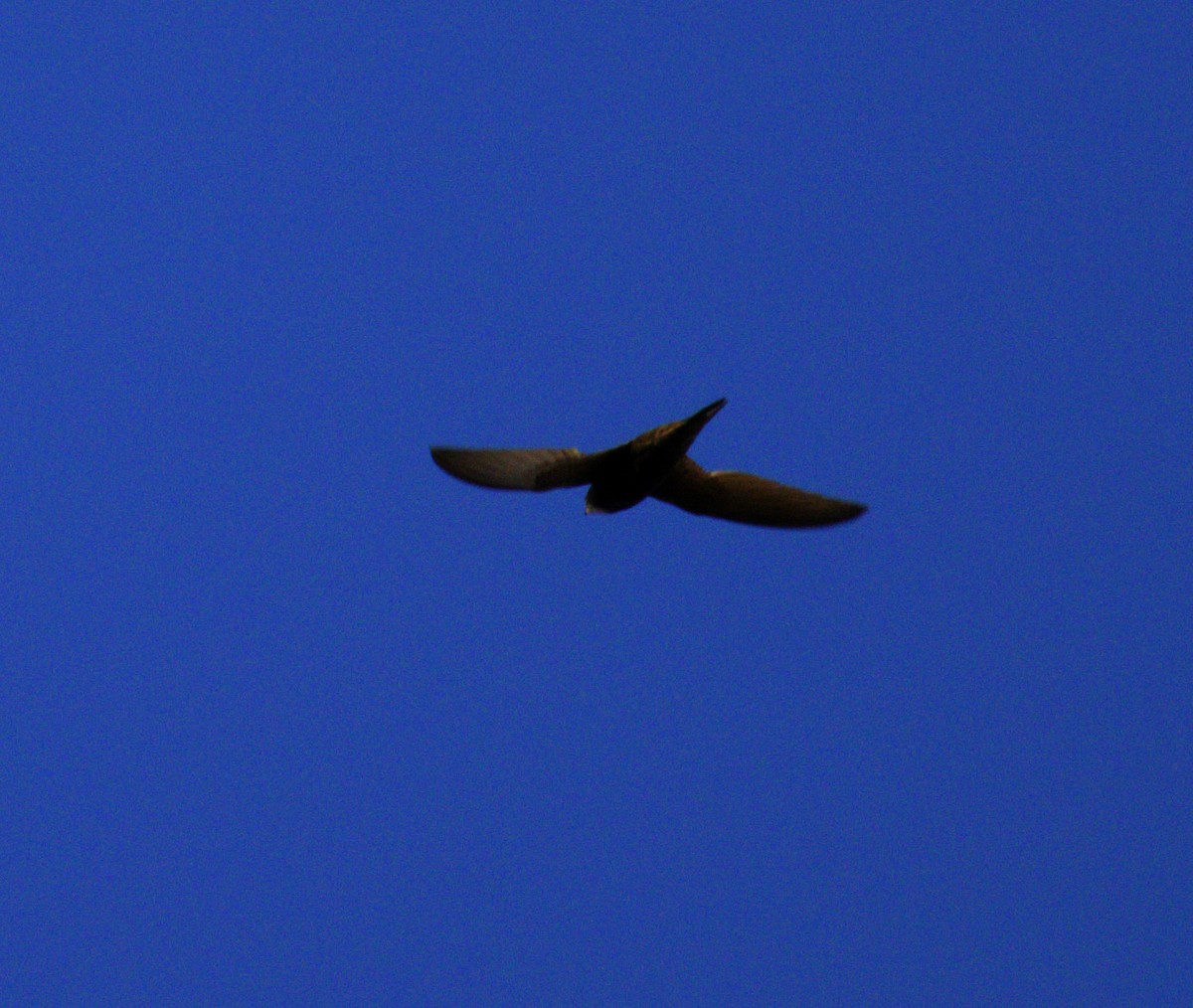 Common Swift - ML642052498