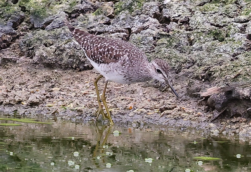 Wood Sandpiper - ML642052502