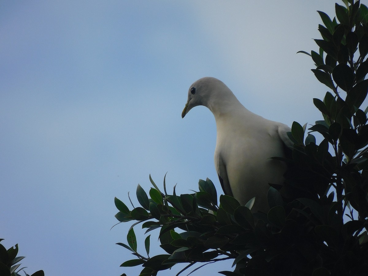 Torresian Imperial-Pigeon - ML642052504