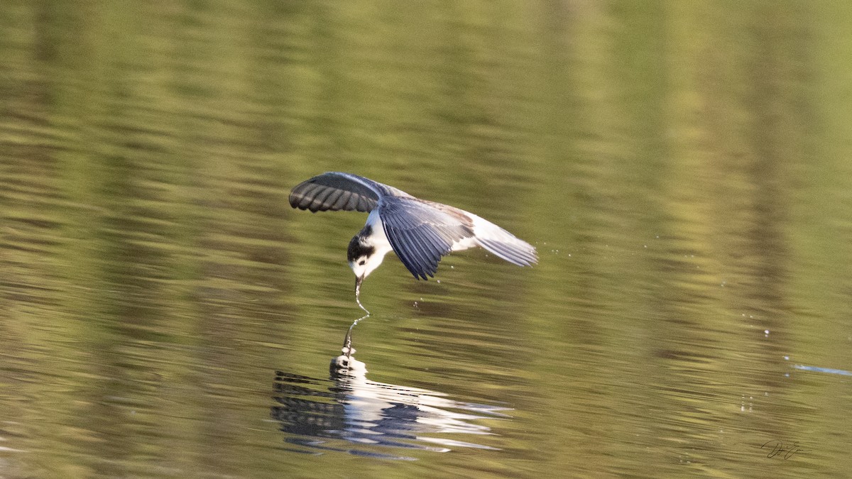 White-winged Tern - ML642052508