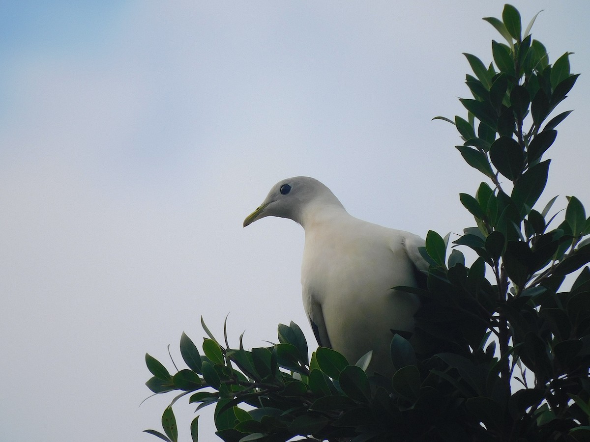 Torresian Imperial-Pigeon - ML642052509