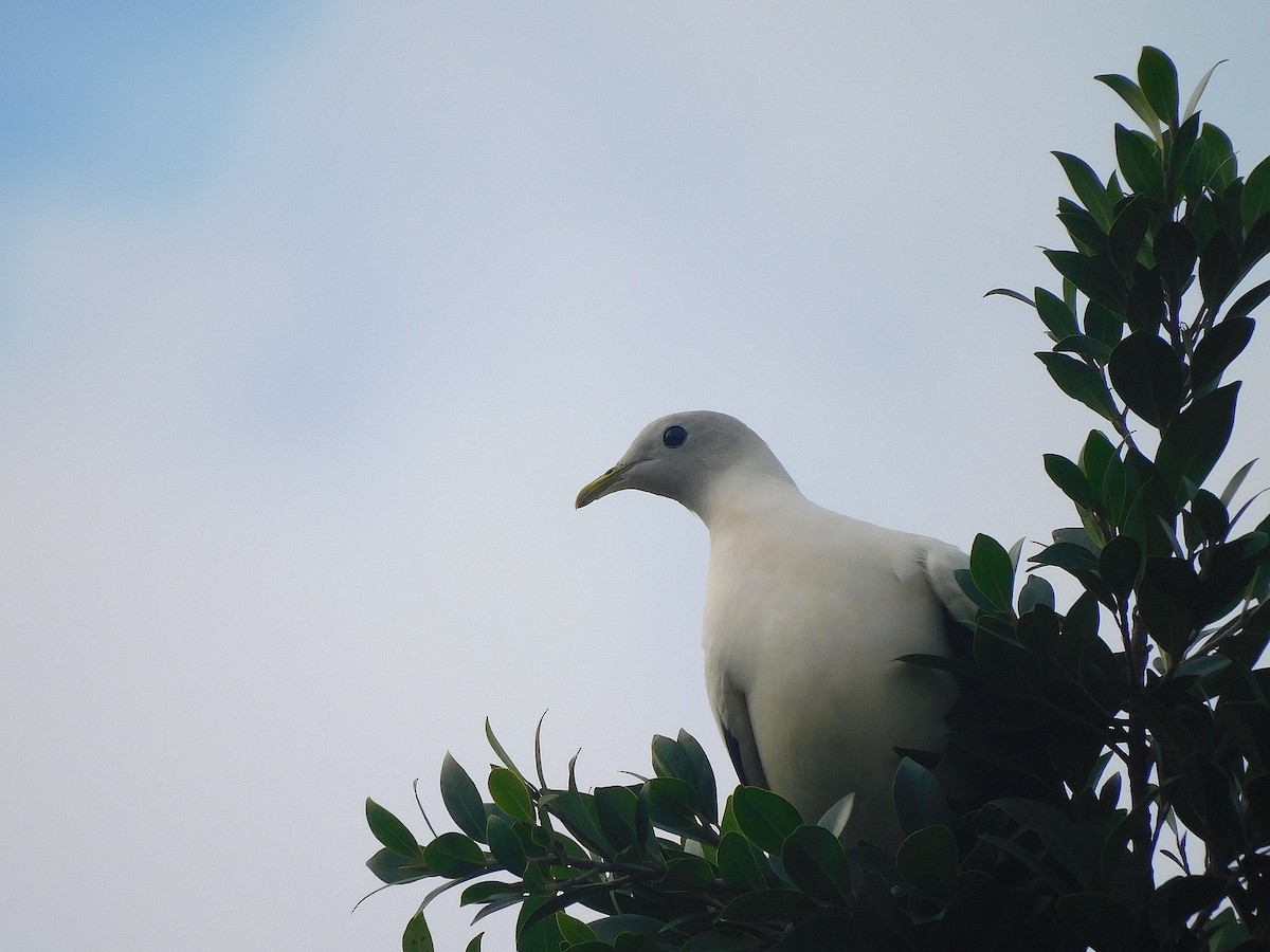 Torresian Imperial-Pigeon - ML642052511