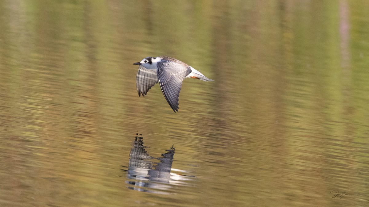 White-winged Tern - ML642052512