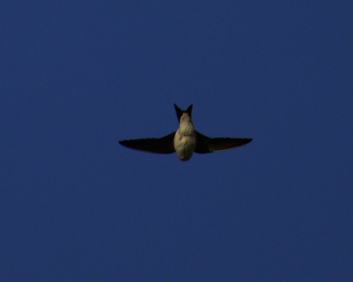 Western House-Martin - ML642052522