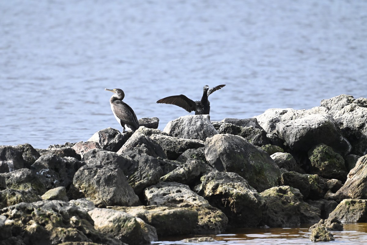 Little Black Cormorant - ML642052530