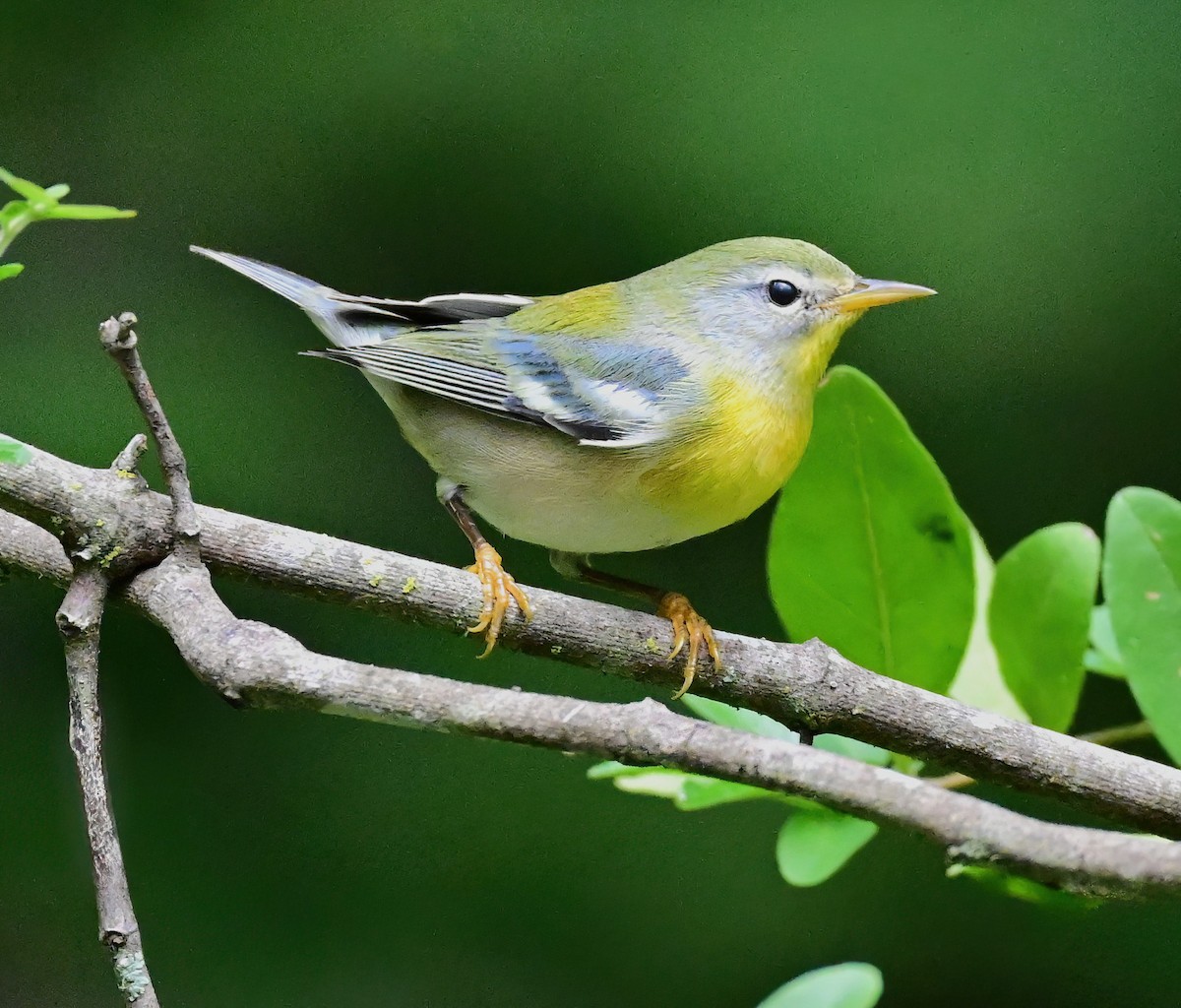 Parula Norteña - ML642052531
