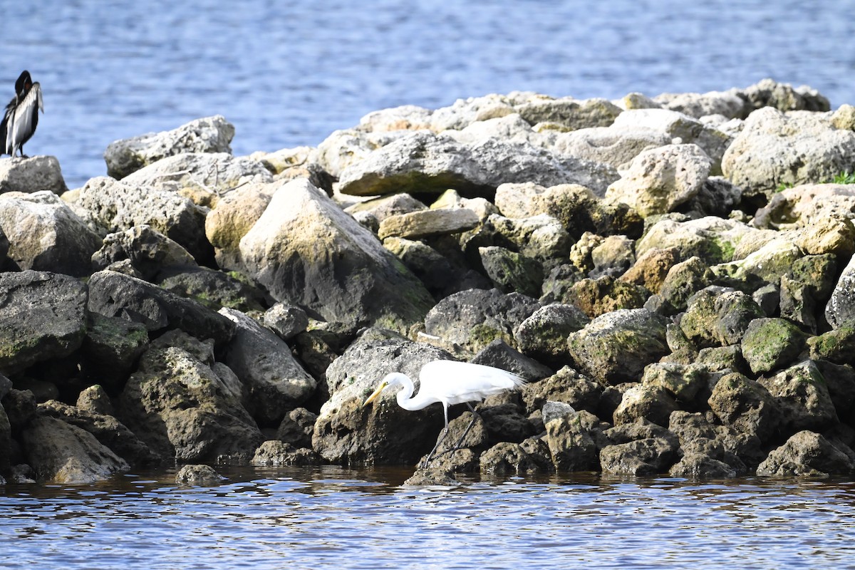 Great Egret - ML642052536