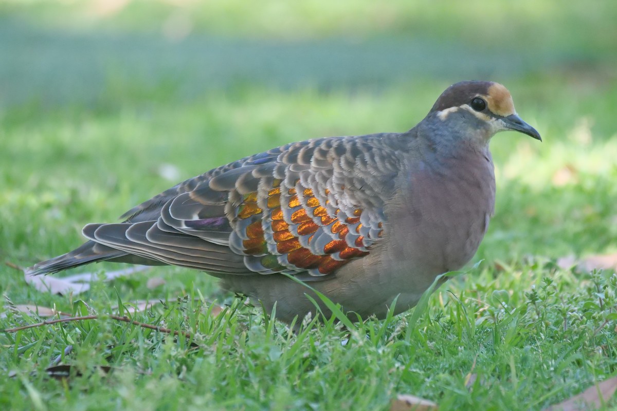 Common Bronzewing - ML642052537