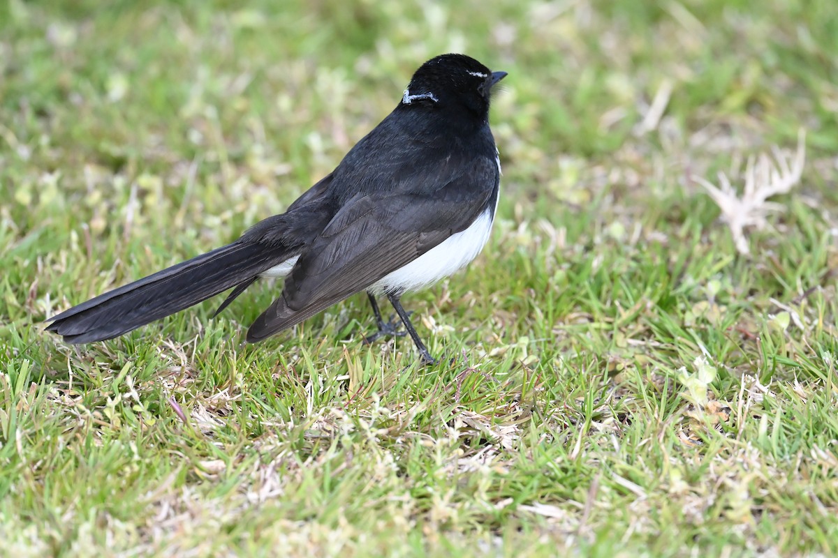 Willie-wagtail - ML642052542