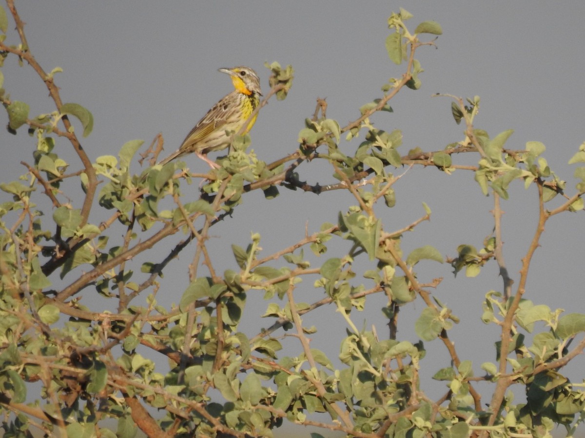 Pangani Longclaw - ML642052546