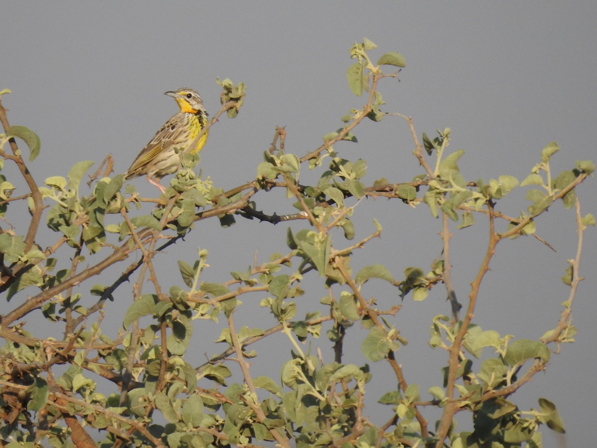 Pangani Longclaw - ML642052548