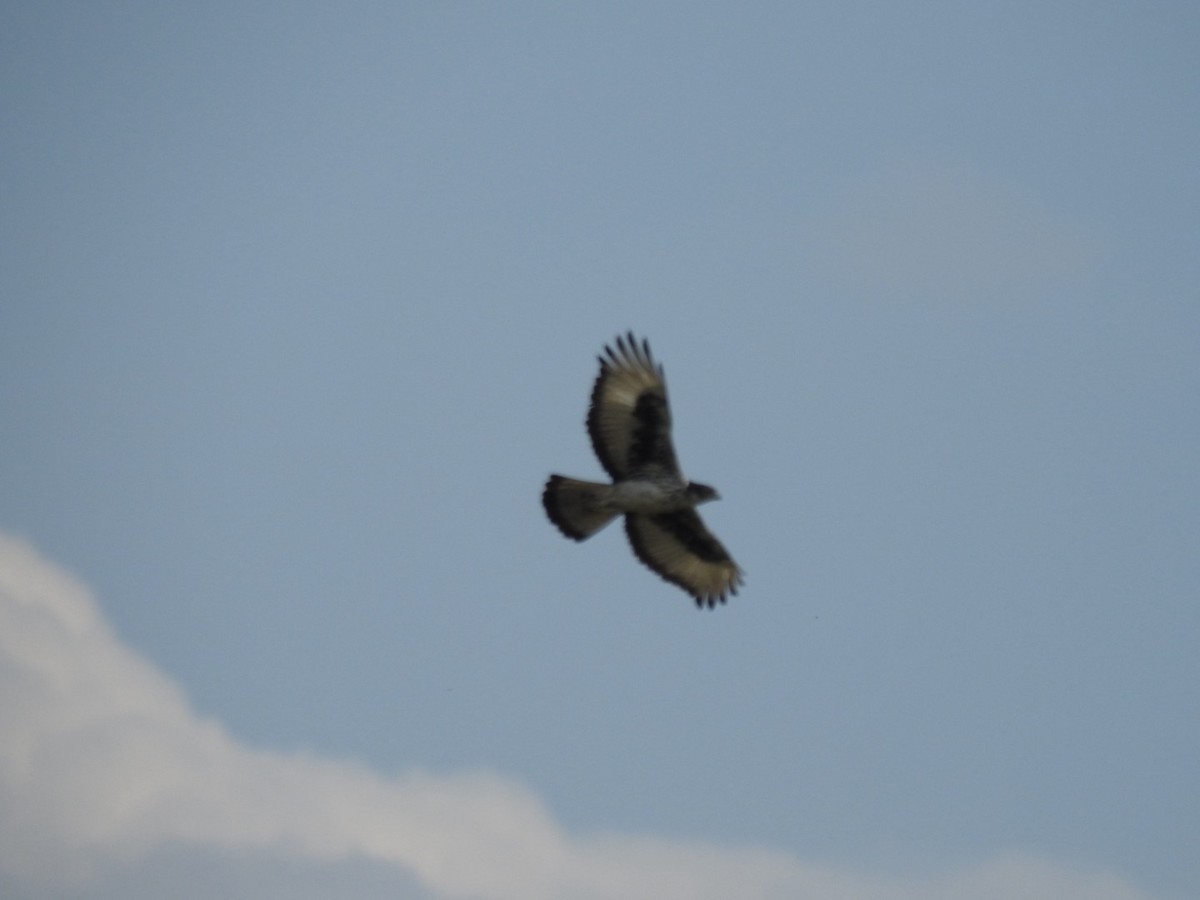 African Hawk-Eagle - ML642052553