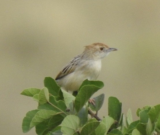 Rattling Cisticola - ML642052554