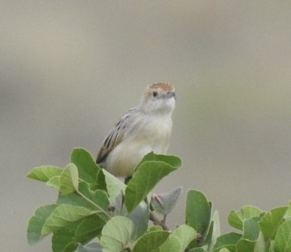 Rattling Cisticola - ML642052555