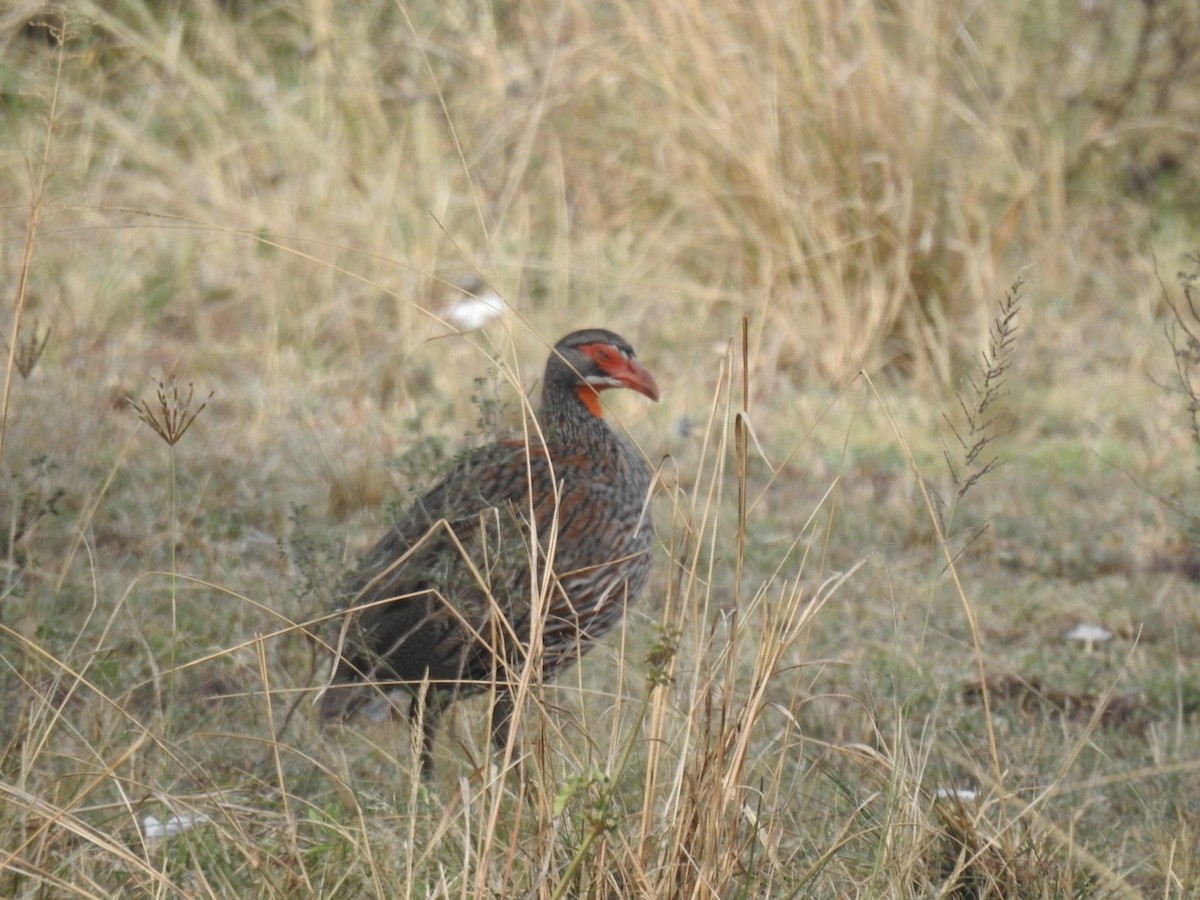Graubrustfrankolin - ML642052557