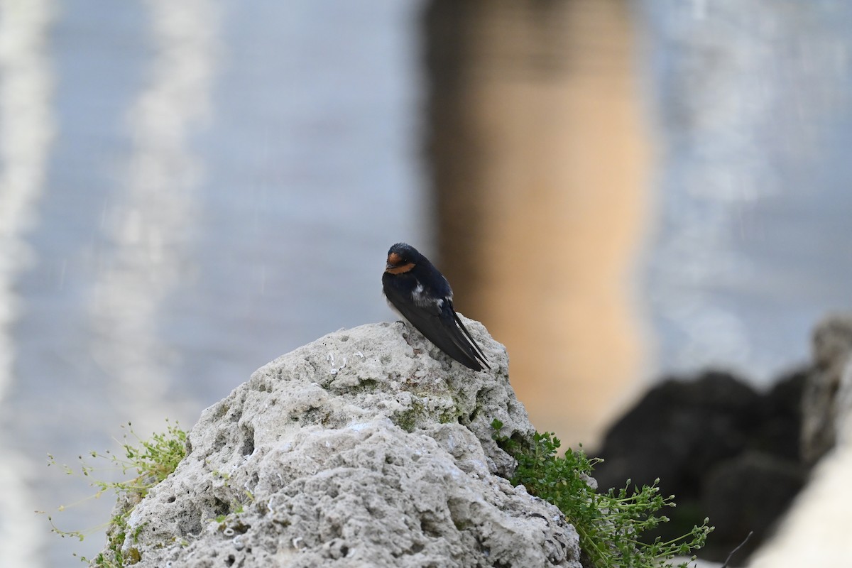 Welcome Swallow - ML642052559