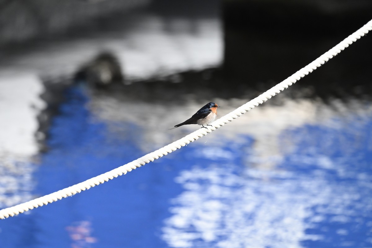 Welcome Swallow - ML642052563